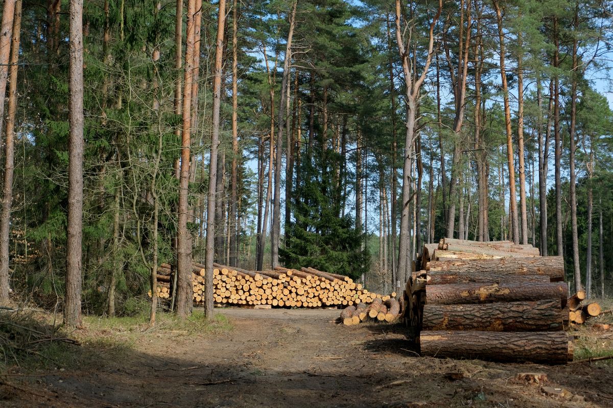 EUDR for sawmills in 2026