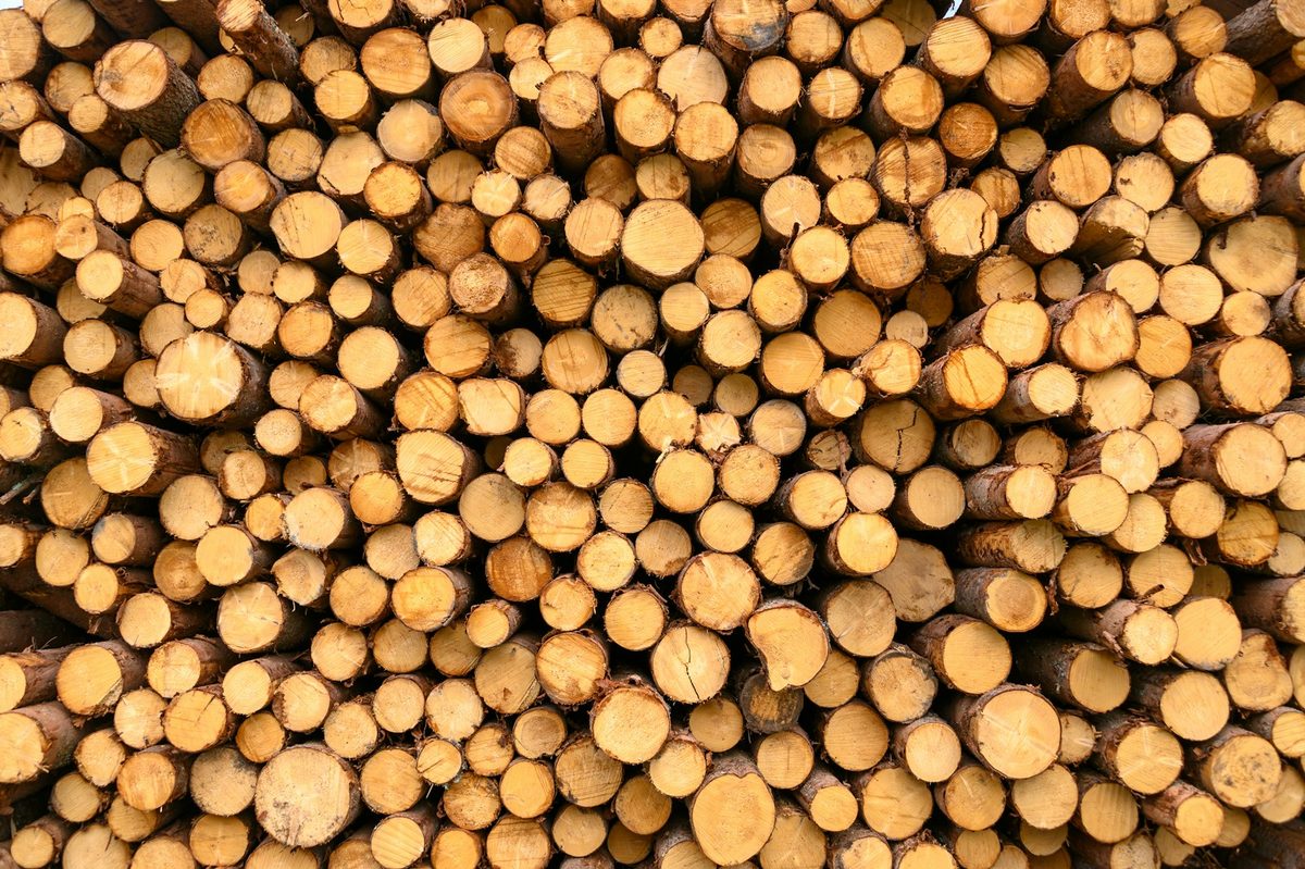 FSC-certified timber stack at a European sawmill with EUDR compliance documentation on a clipboard