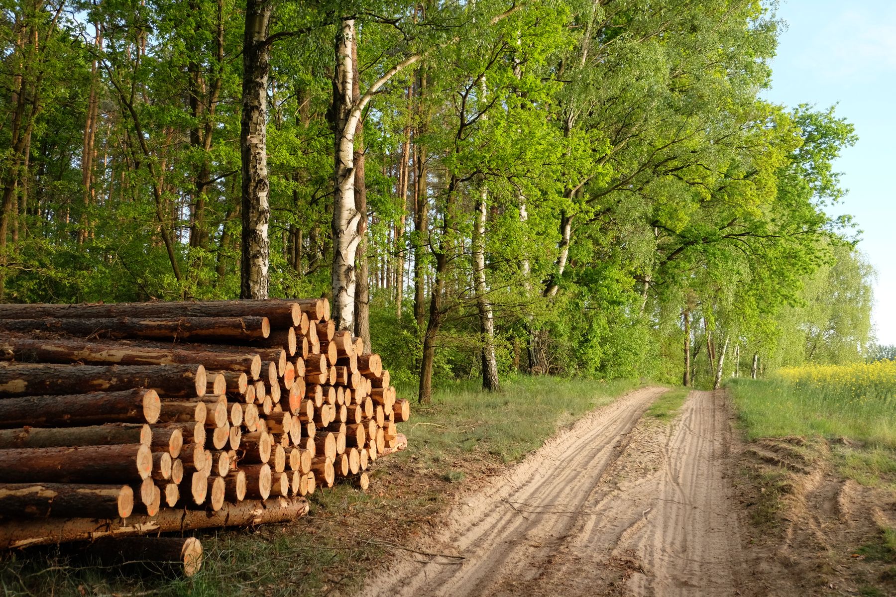 Stacked timber logs along a sunlit forest path